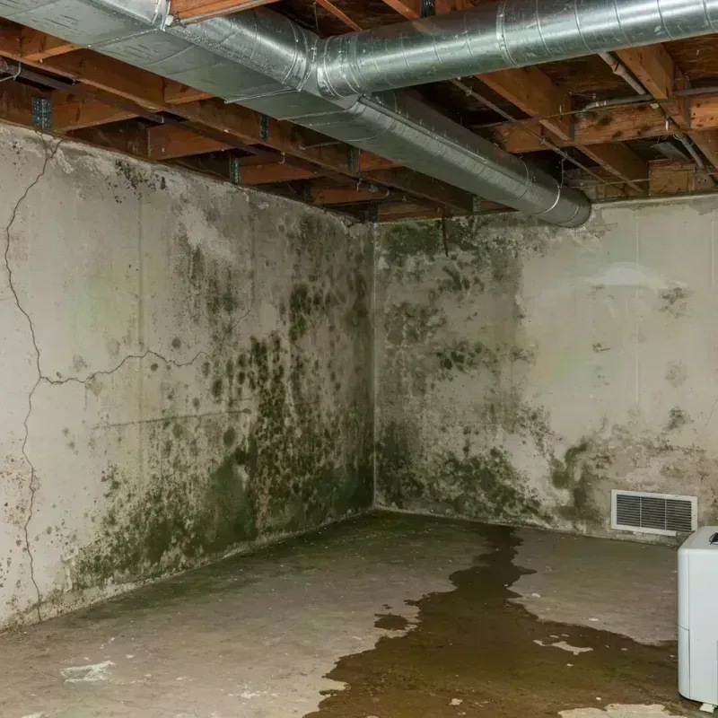 Professional Mold Removal in Niles, IL